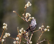 Fox Sparrow slate colored